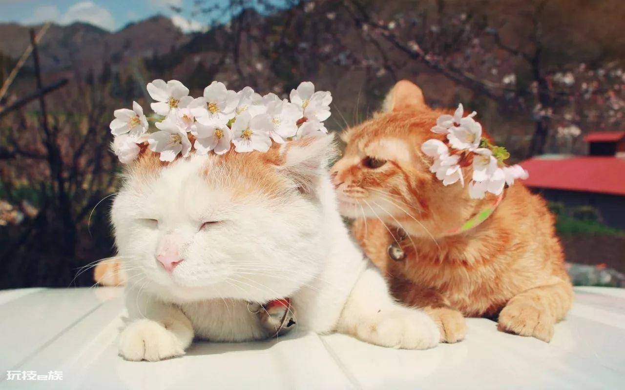 公猫贵还是母猫贵(养公猫和养母猫的六个不同点的建议)-图片4